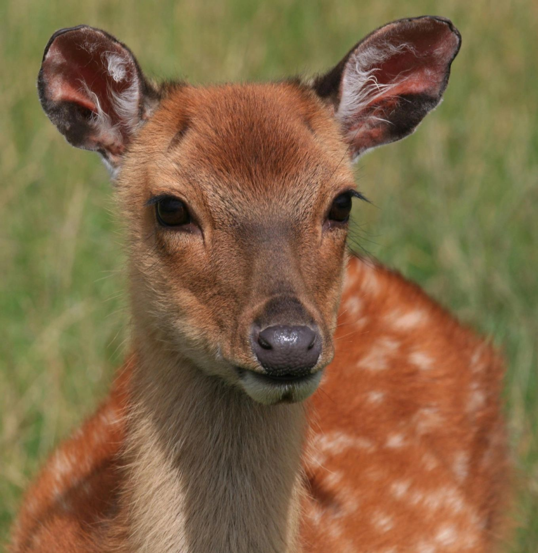 fawn